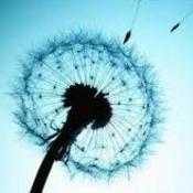 逆風中的蒲公英