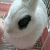 布哩布哩~喵啦啦